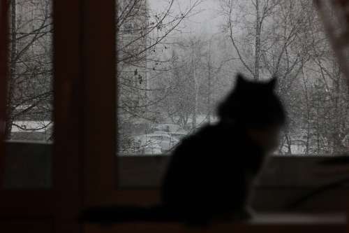 Cat Snow Winter Window Blizzard Cold Apartment