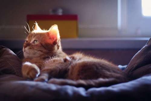 Cat Red Cat Red-Headed Cat Kitten Cute Fur Dream