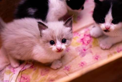 Cat Kitten Feline