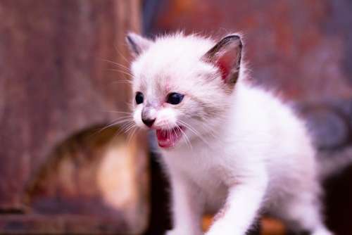 Cat Baby Kitten Feline