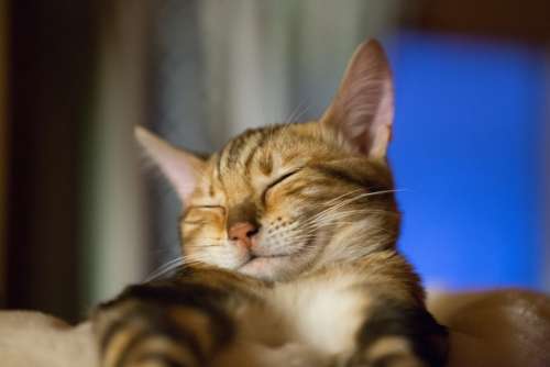 Cat Sleep Cute Kitten Tired Mieze Mackerel