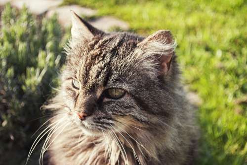 Cat Hair Animals Portrait Animal Mammals Feline