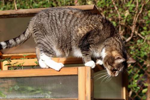 Cat Mackerel Climb Pet Domestic Cat