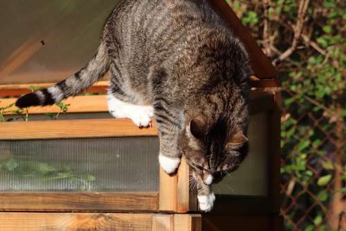 Cat Mackerel Climb Pet Domestic Cat