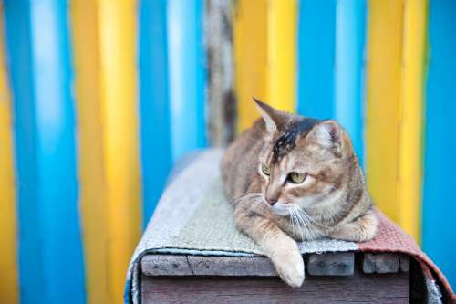 Cat Animal Kitty Loneliness Travel