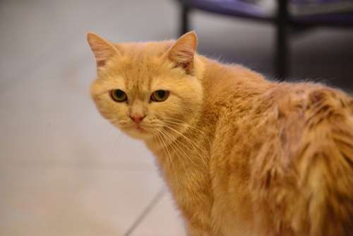Cat Pet Tomcat Brown Color
