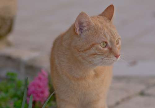 Cat Animals Roux Portrait Eyes