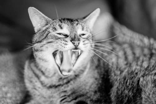 Cat Yawn Domestic Cat Animals Tired Mackerel