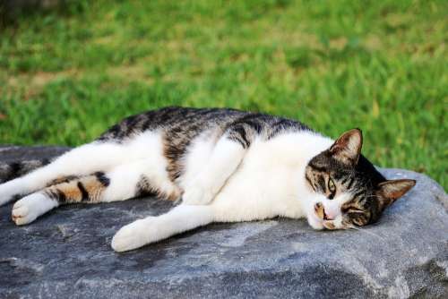 Cat Cats Park Siesta Cute Love Walk Pm Animal