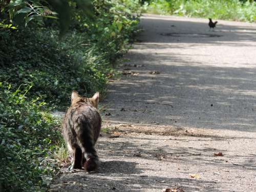 Cat Hunt Stray Nature Stalk Stalking Sneak Up On