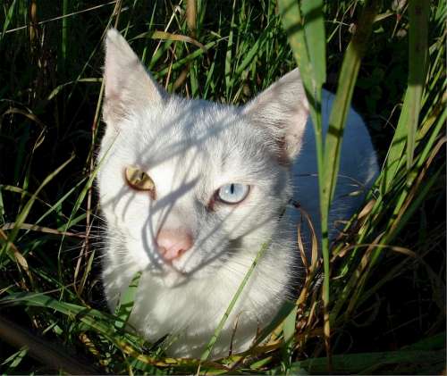 Cat Eyes Two Colors Feline Hiding Grass Domestic