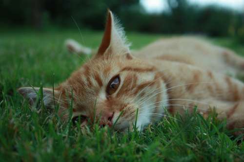 Cat Pet Laziness Grass