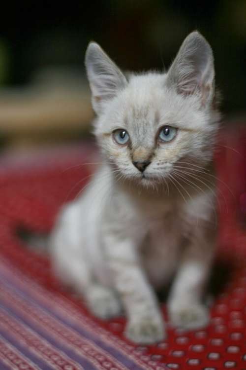 Cat White Haughty Pet Feline Kitten Expression