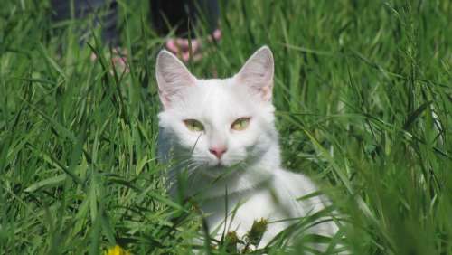 Cat Gaze Cat'S Eyes Animals White Green Grass