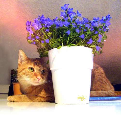 Cat Flower Pot Flowers Feline Pet Adorable Funny