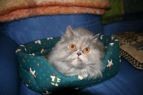 Cat Persian Furry Feline Kitten Cute Mammal