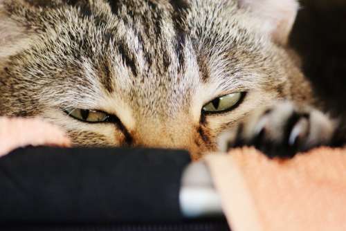 Cat Cat Face Sleepy Cat'S Eyes