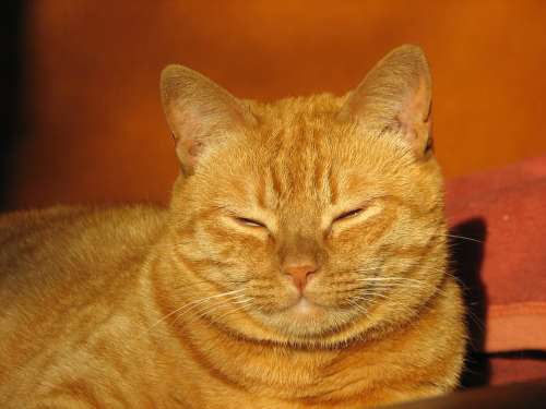 Cat Red Domestic Cat Cat Face Pet