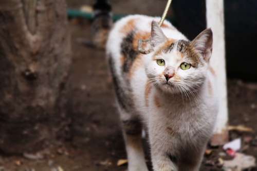 Cat Smelling Domestic Kitten Mammal Brown Iraq