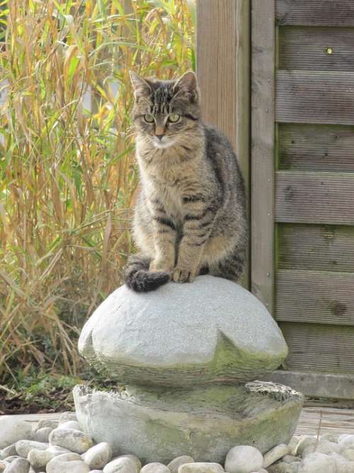 Cat Animal Domestic Cat Fountain Garden Pet