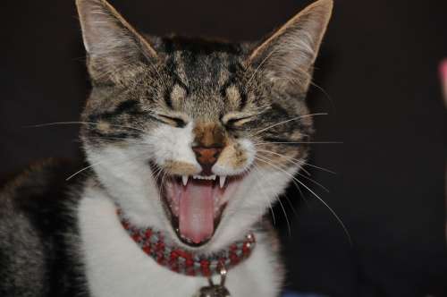 Cat Pet Animal Yawning Funny