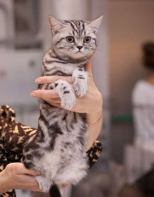 Cat Kitten Grey Pet