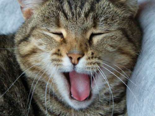 Cat Cat Face Close Up Yawn Tired Sleepy Head