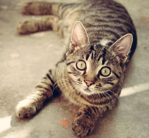 Cat Animal Cute Pet Feline Kitty