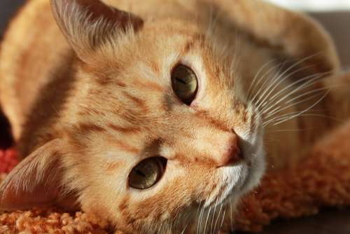 Cat Animal Pets Feline Ginger