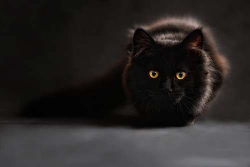 Cat Silhouette Cats Silhouette Cat'S Eyes Black Cat