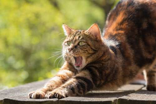 Cat Tired Yawn Stretch Domestic Cat Pet Brown Red