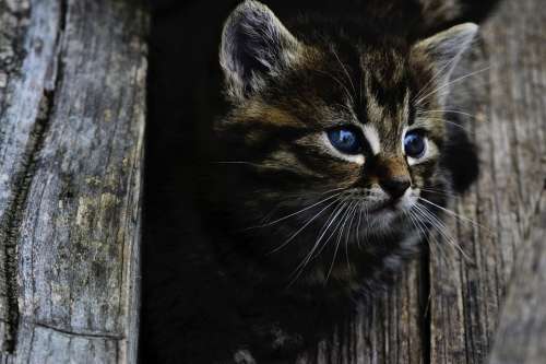 Cat Kitten Cute Little Wood Feline Head