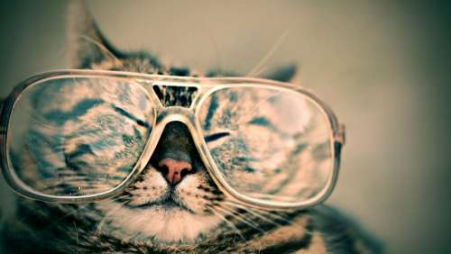Cat Glasses Eyewear Pet Furry Animal Funny Cute
