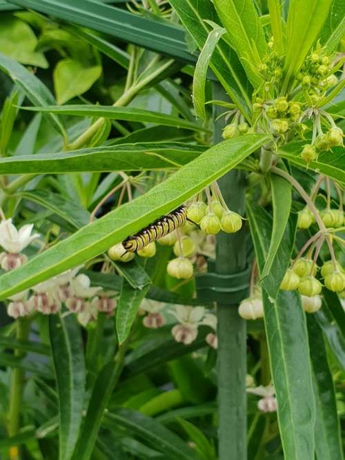 Caterpillar Monarch Butterfly Swan Plant Milkweed