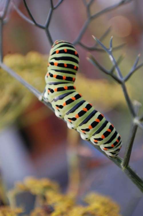 Caterpillar Interesting Outdoors Green Bug