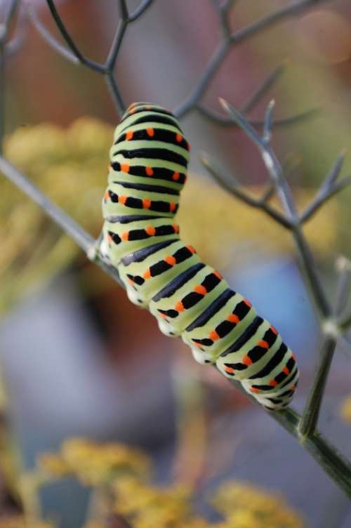 Caterpillar Interesting Outdoors Green Bug