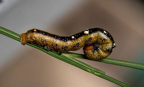 Caterpillar Insect Legs Colourful Pattern Leaf