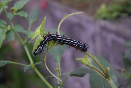 Caterpillar Insect Butterfly Nature Animal Larva