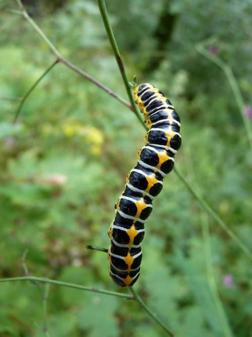 Caterpillar Insect Animal Pest