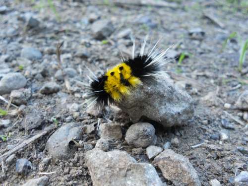 Caterpillar Nature Spikes Larva Rock Insect