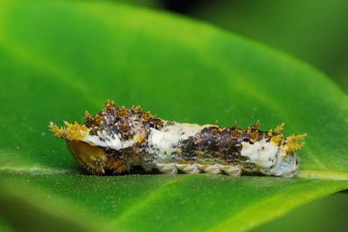 Caterpillar Macro Nature Wildlife
