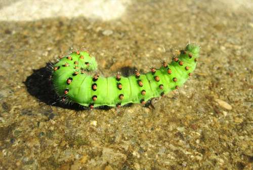 Caterpillar Green Nature Close Up Insect Live
