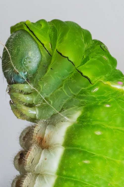 Caterpillar Macro Nature Wildlife Larva Bug