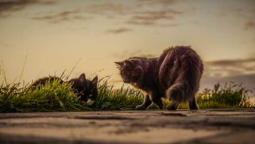 Cats Stray Sunset Nature Outdoors Mammal Grass