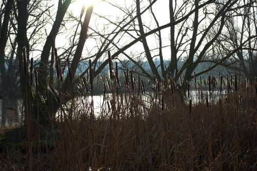 Cattail Water Sun Lake Pond Idyllic Forest Tree