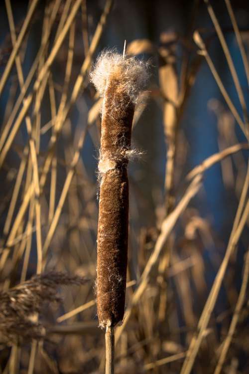 Cattail Cigar Spring Reed Nature Water Landscape