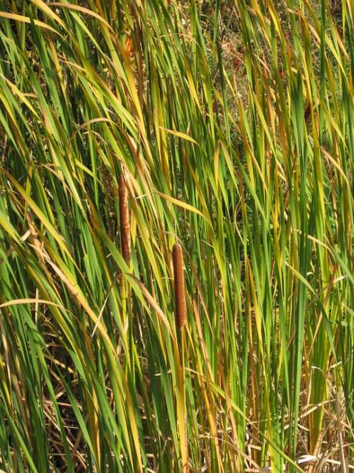 Cattail Marsh Grass Pond Wetland