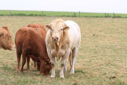 Cattle Cows Cow Agriculture Farm Beef Landscape