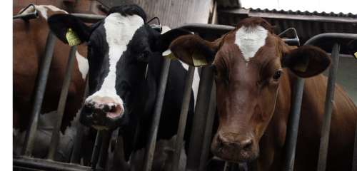 Cattle Cows Food Eat Farm Lower Saxony Stall