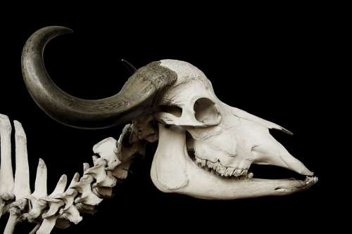 Cattle Skull Skull African Buffalo Syncerus Caffer